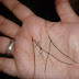 Do you have a letter "M' on the palm of your hands? Here's the amazing meaning of that line.