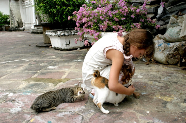 Tiny mixed breed of free cats are approachable by strangers and little girls!