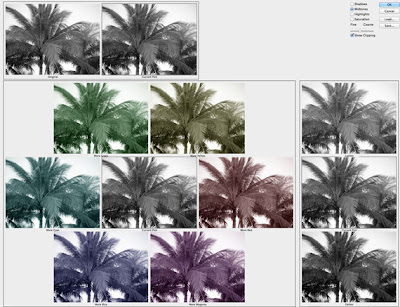 photoshop screen shot of palm trees