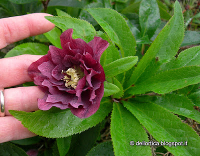 ROSE BOLOGNA ORTO SAVIGNO ORTICA VALSAMOGGIA