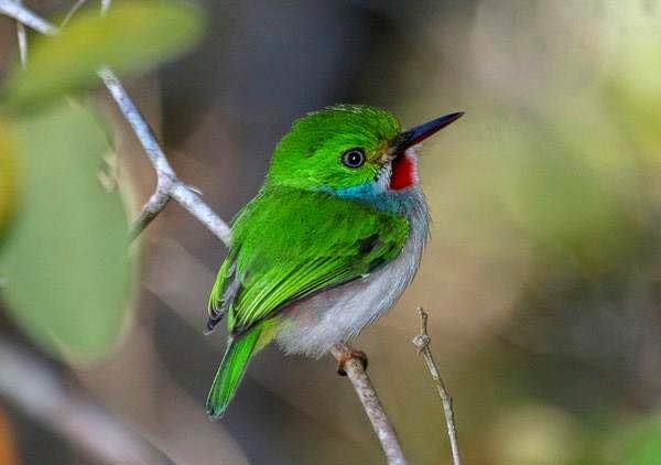 πουλί μέλισσα Bee Hummingbird 