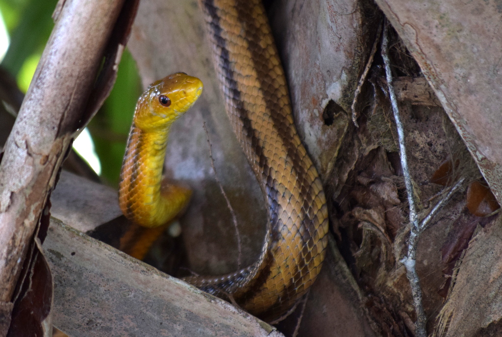 Field Notes and Photos Life and death in a palm tree!