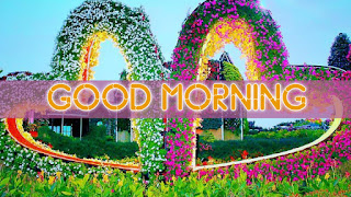 good morning good morning