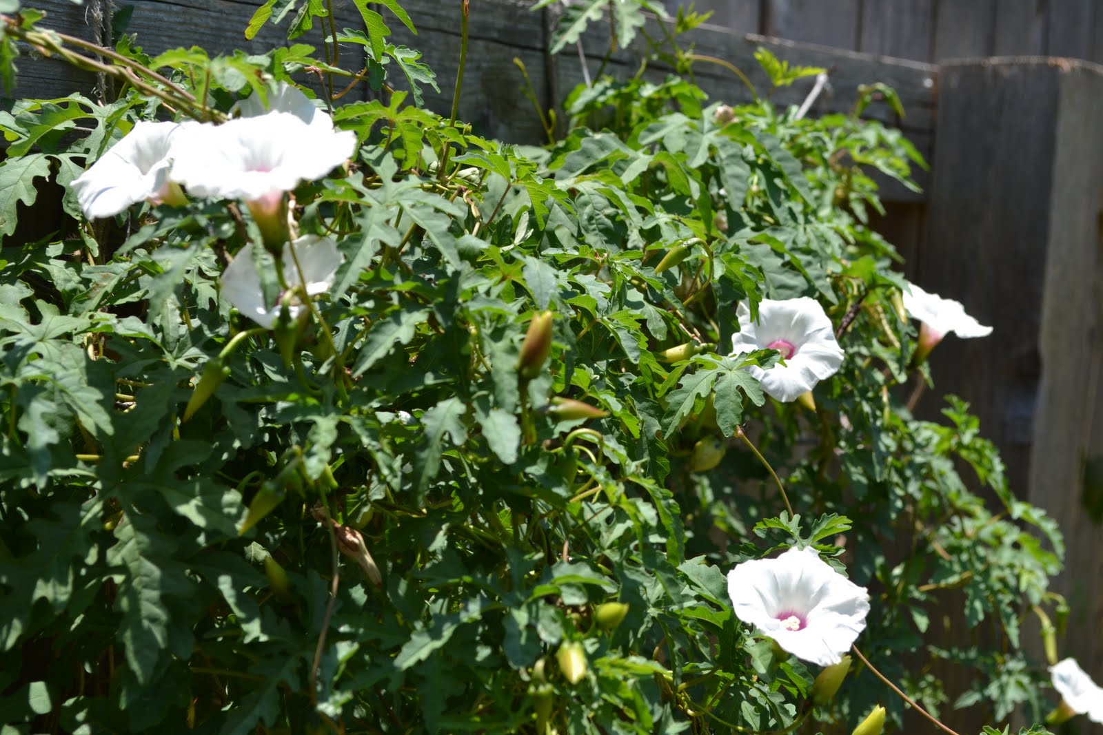 The Wonder, the Weeds and the Why in an Austin garden: The Alamo Vine ...