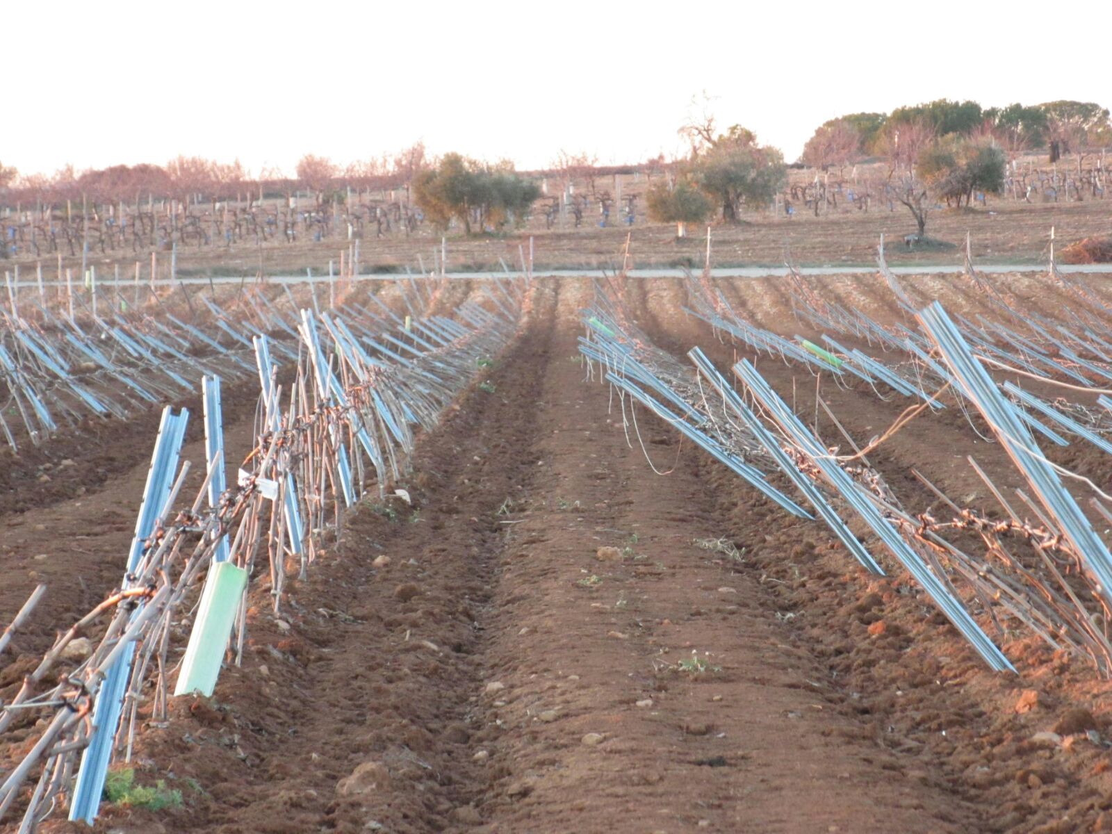 Ampliado el plazo de solicitud para la presentación de ayudas a la primera instalación de Ampliado el plazo de solicitud para la presentación de ayudas a la primera instalación de