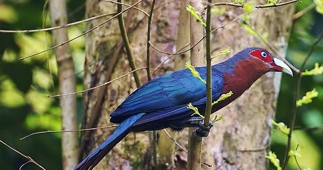 Chestnut-breasted malkoha - Birds of the World