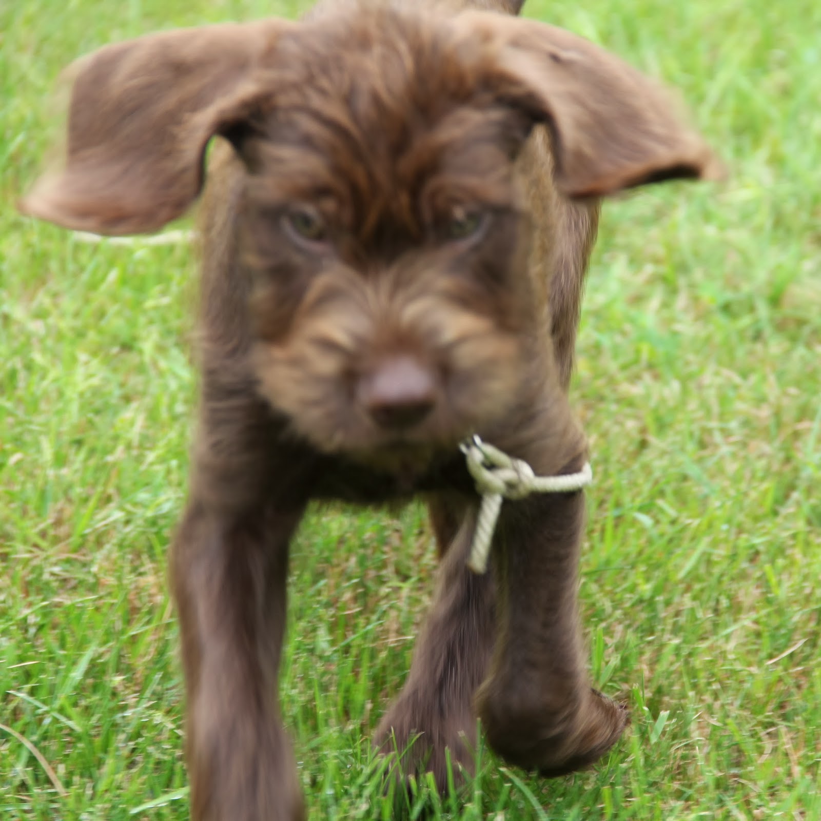 Pudelpointer Puppies For Sale Wisconsin