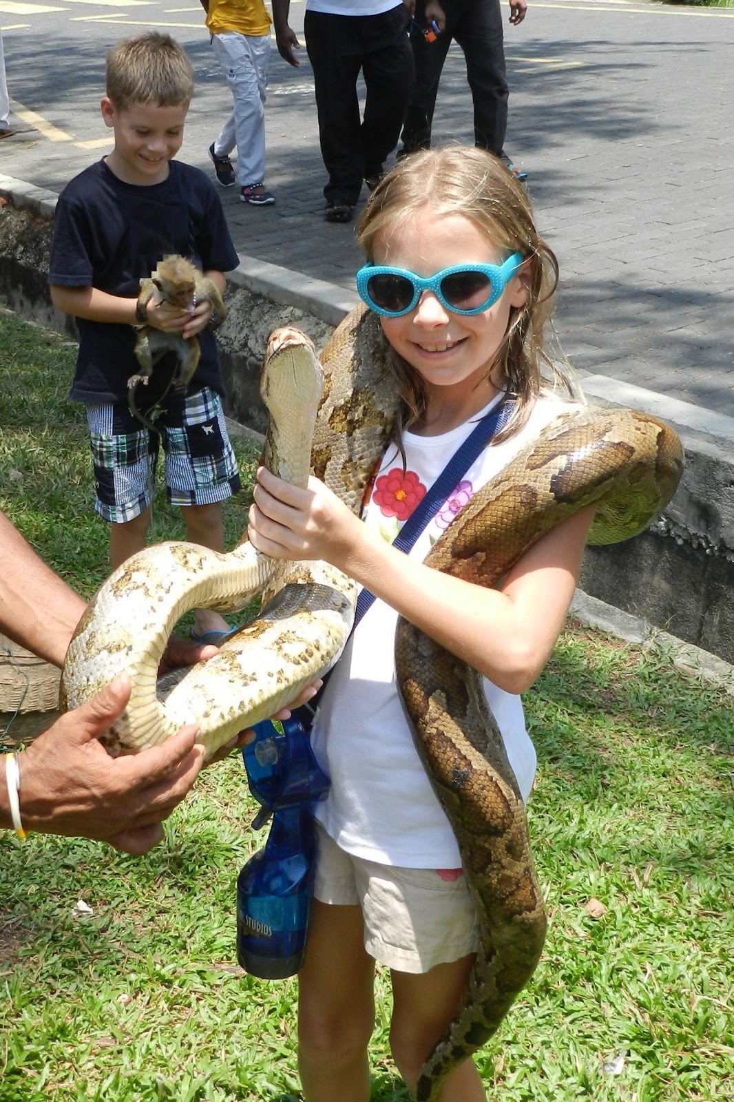 Sleepless in Singapore: A python, a cobra, and a monkey on a leash...in ...