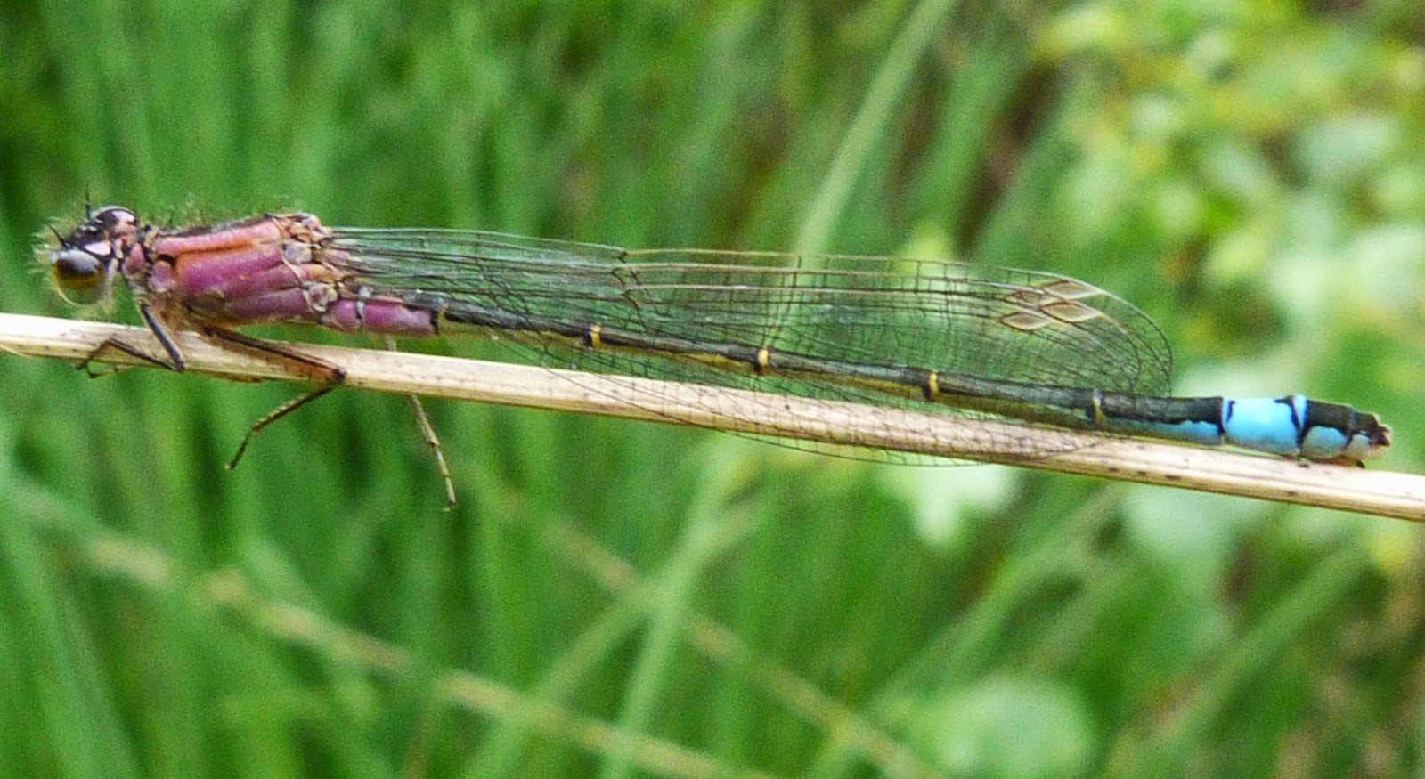 Insects of Scotland: Dragonflies/Damselflies