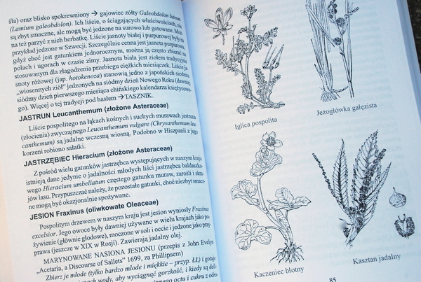 Przykładowa strona z rysunkami roślin