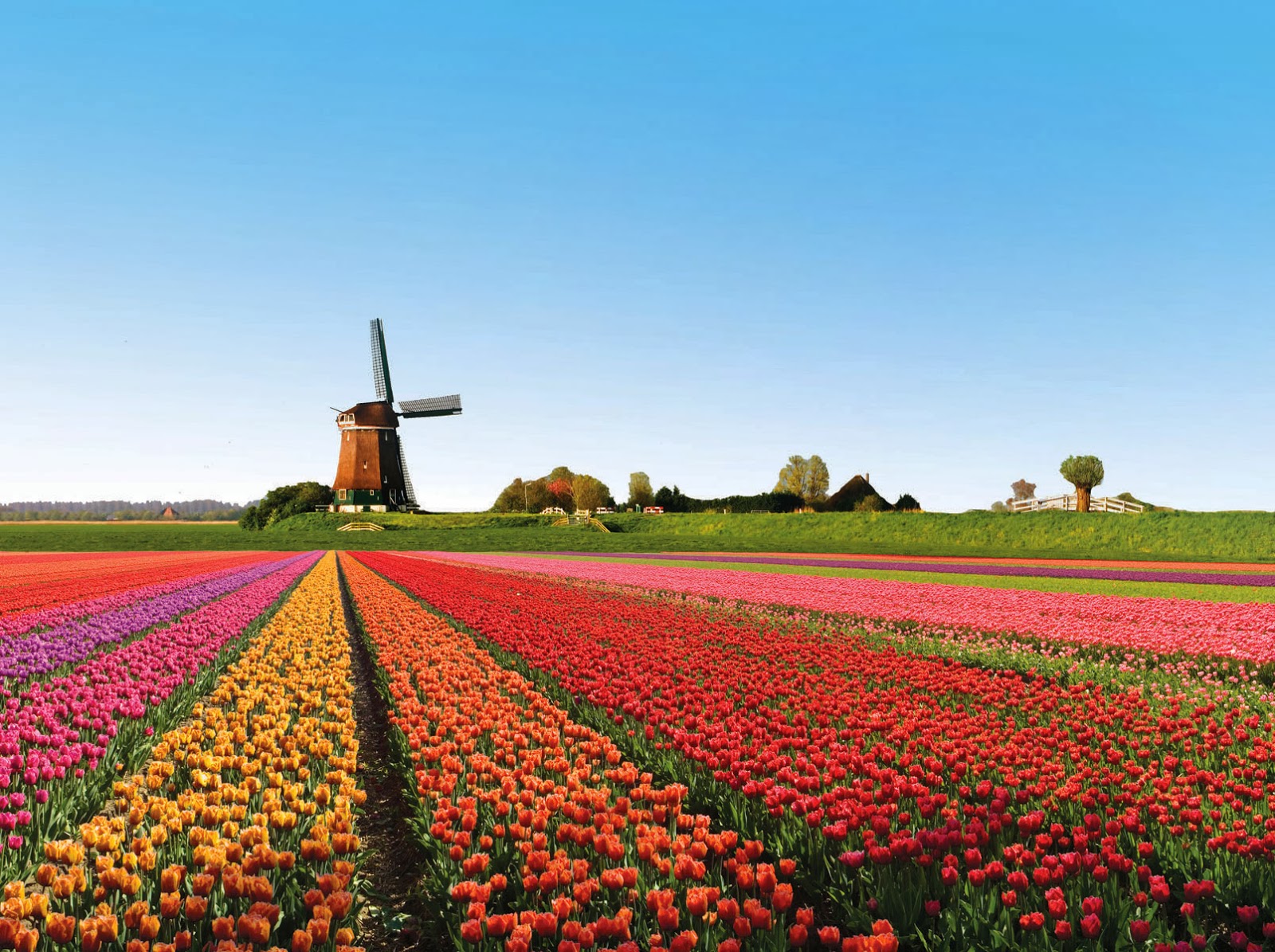 amsterdam, holland netherlands, netherlands, netherlands holland, tulip fields,