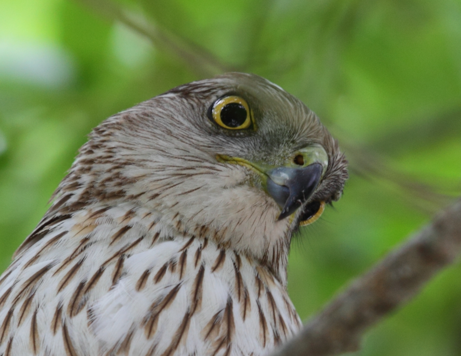 A Spydur's Life Cooper's Hawk