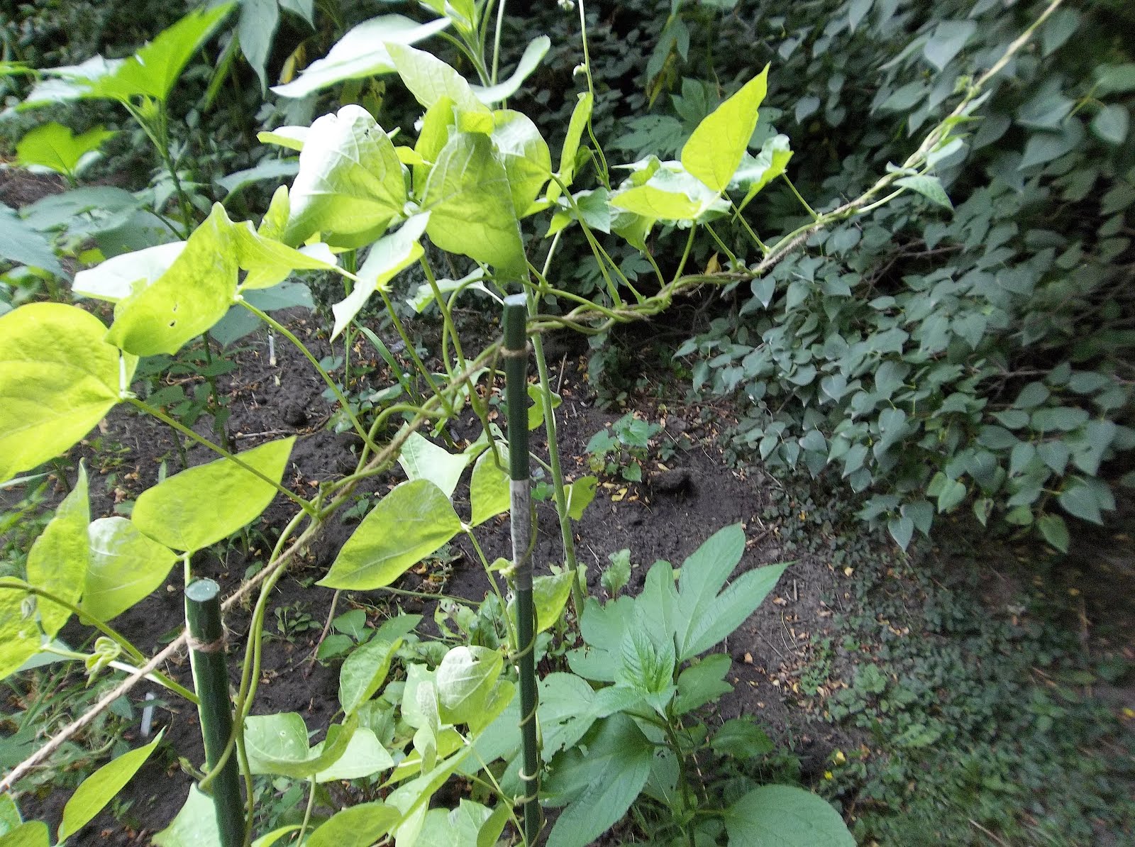 The Perennial Agriculturalist vines