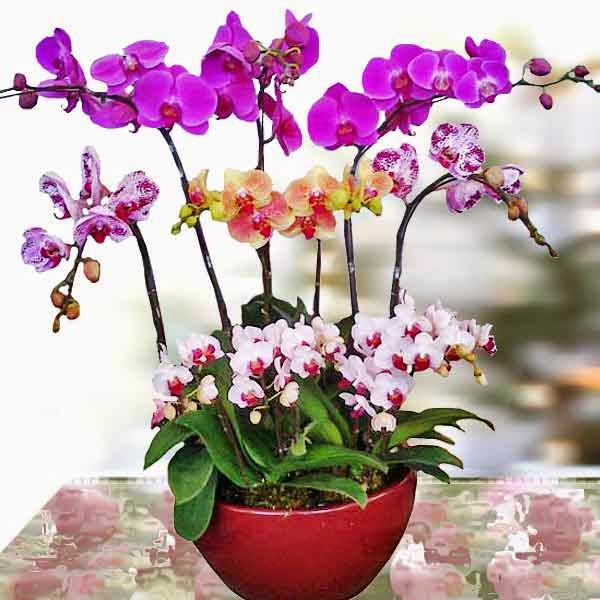 new year flower orchids pretty purple and beauty