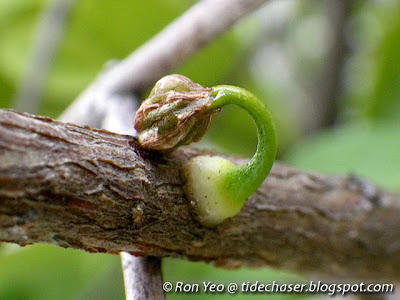 Common Chinese Mistletoe (Macrosolen cochincinensis) seedling