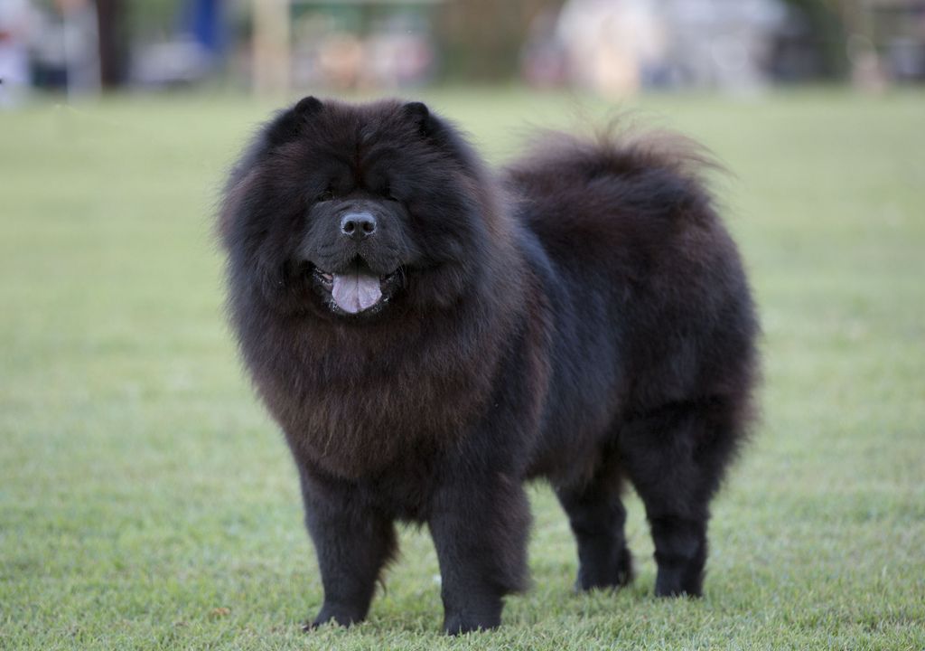 The 20 Cutest Photos of Chow Chow Dogs Best Photography