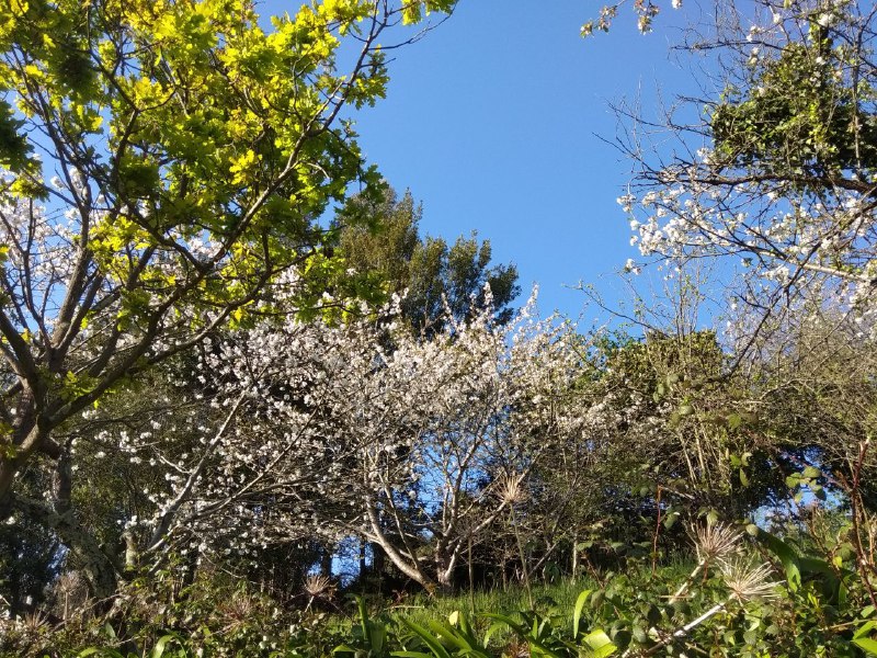 cerezos-flor-asturias