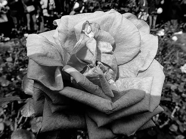 Rosa Capullo de Rosa en Blanco y Negro.
