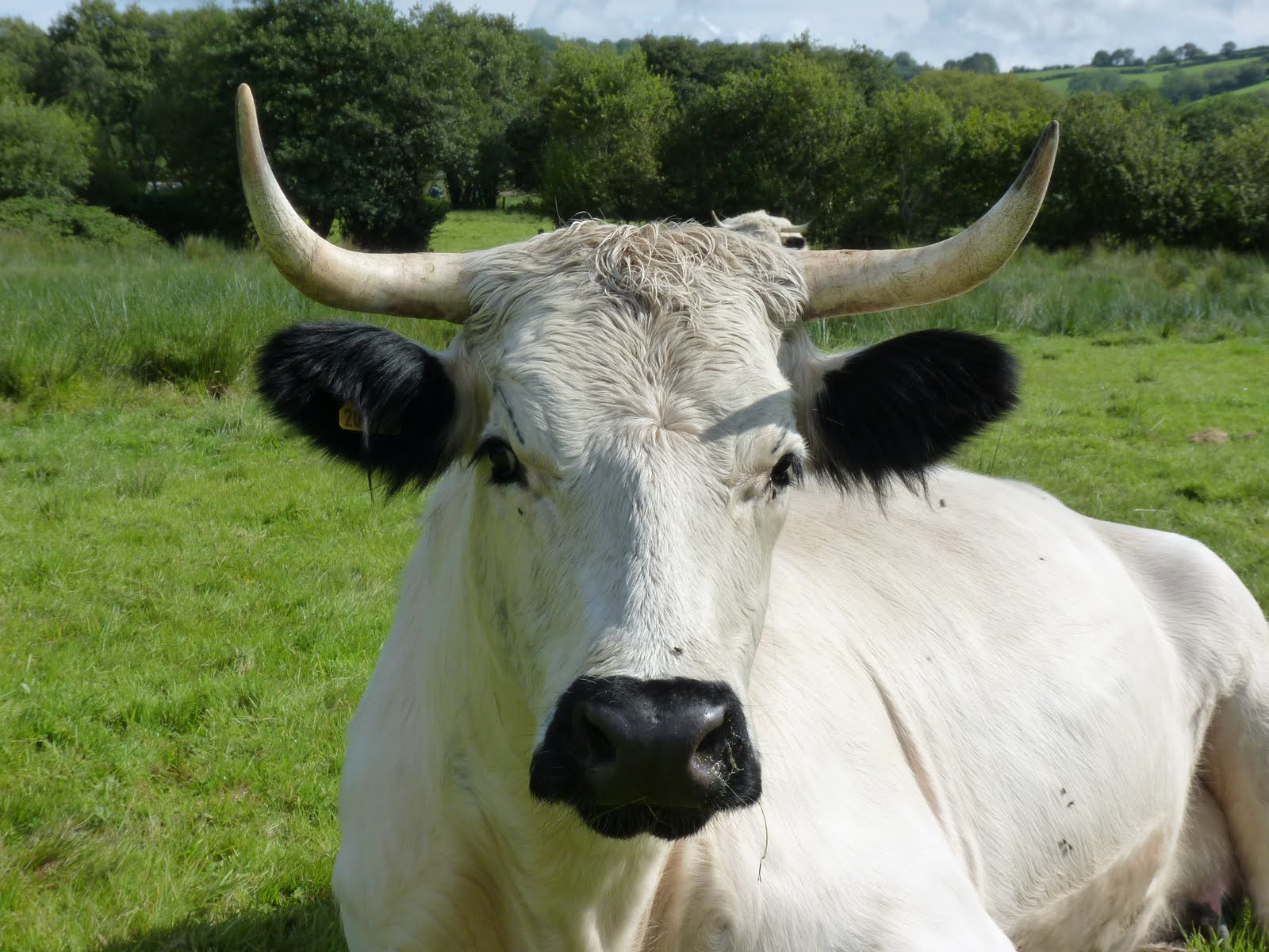 TEILO WHITE PARK CATTLE NEW CATTLE ADDITIONS. 7 SEPTEMBER 2011