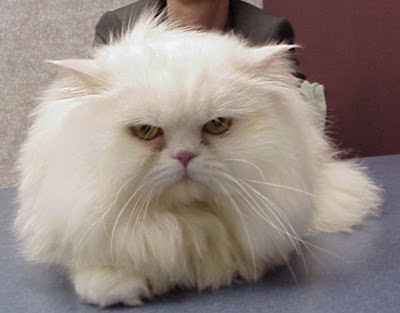 A white Persian cat with full coat