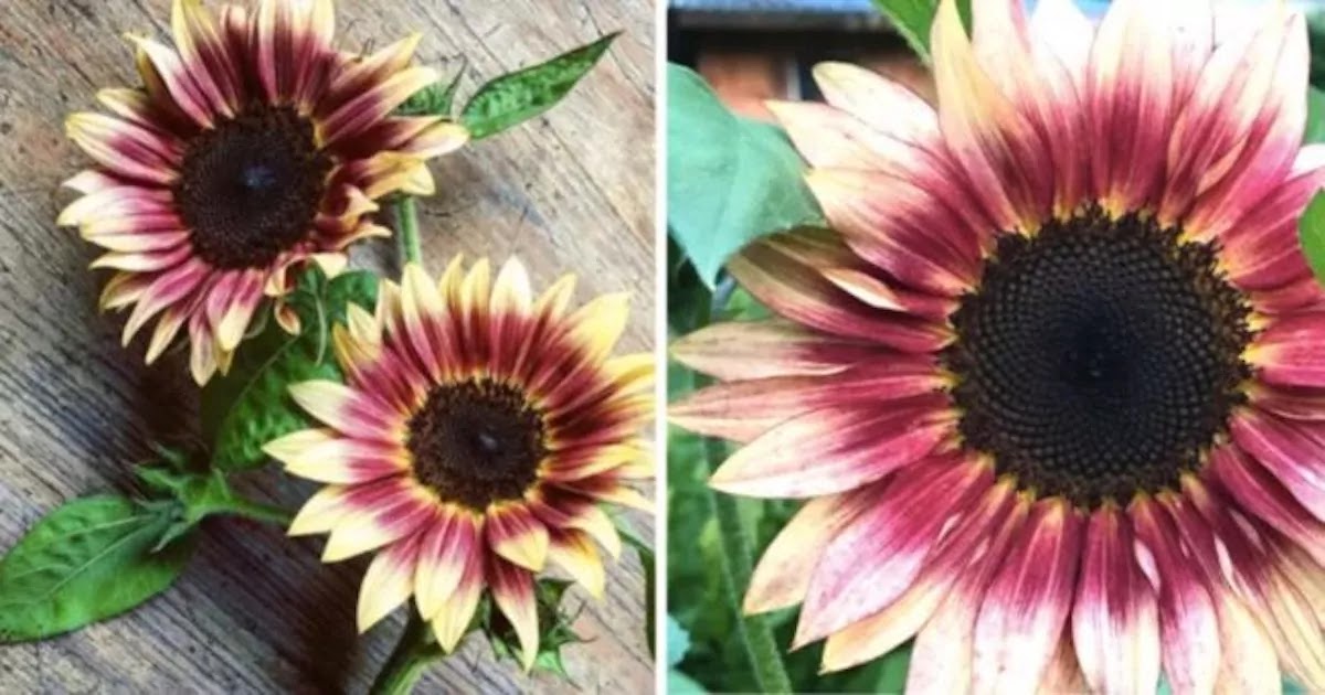 These Gorgeous Strawberry Blonde Sunflowers With Bright Pink Gradient Petals Are Absolutely Amazing And So Easy For You To Grow In Your Garden