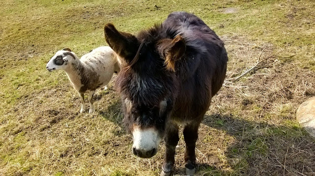 burro, platero, siloscojones, moncho, Wanfried