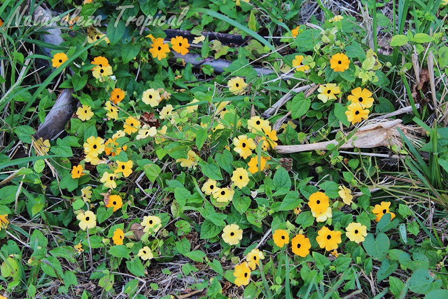 6- La planta trepadora Ojo de Poeta (Thunbergia alata) crece de forma silvestre en Cuba siendo apreciada en el mundo como una hermosa planta ornamental.