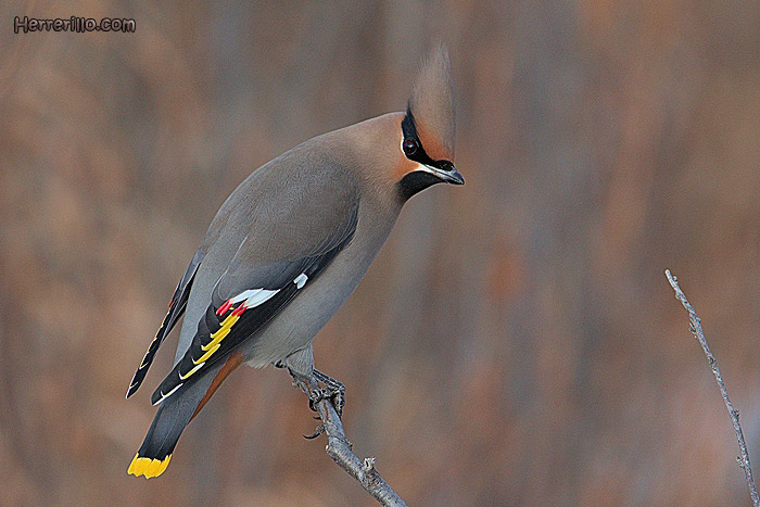 El Herrerillo: Ampelis europeo (Bombycilla garrulus)