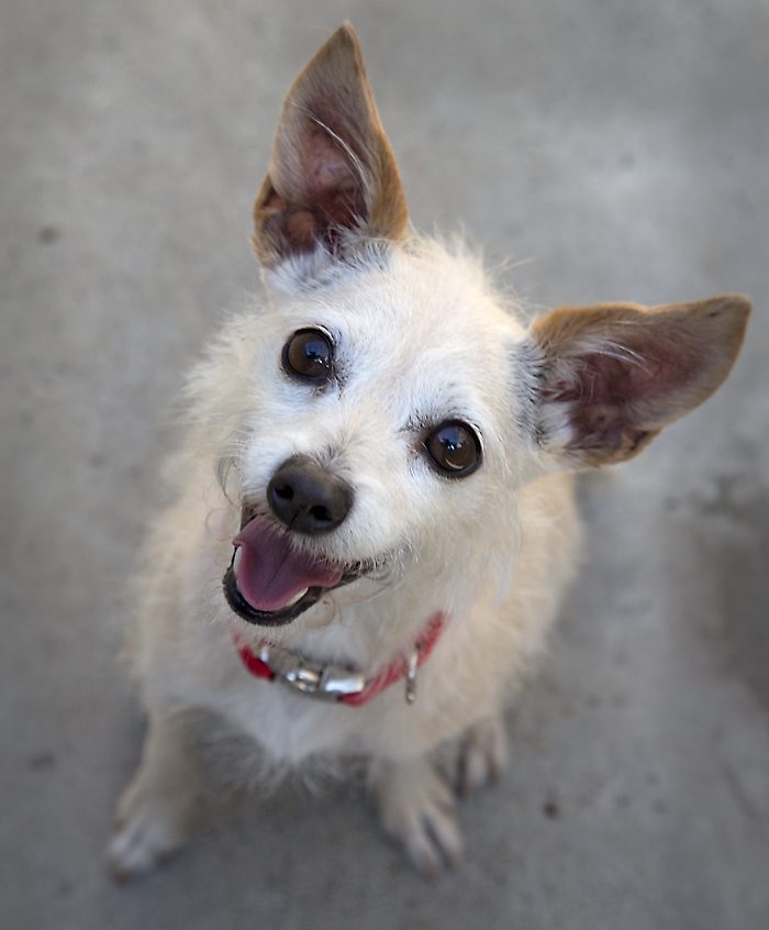Shelter Dogs of Portland "CRACKER JACK" the surprise is in the package!