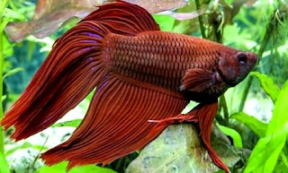 Jenis Penyakit dan cara menyembuhkannya ikan cupang Beberapa penyakit ikan cupang dan cara mengobatinya