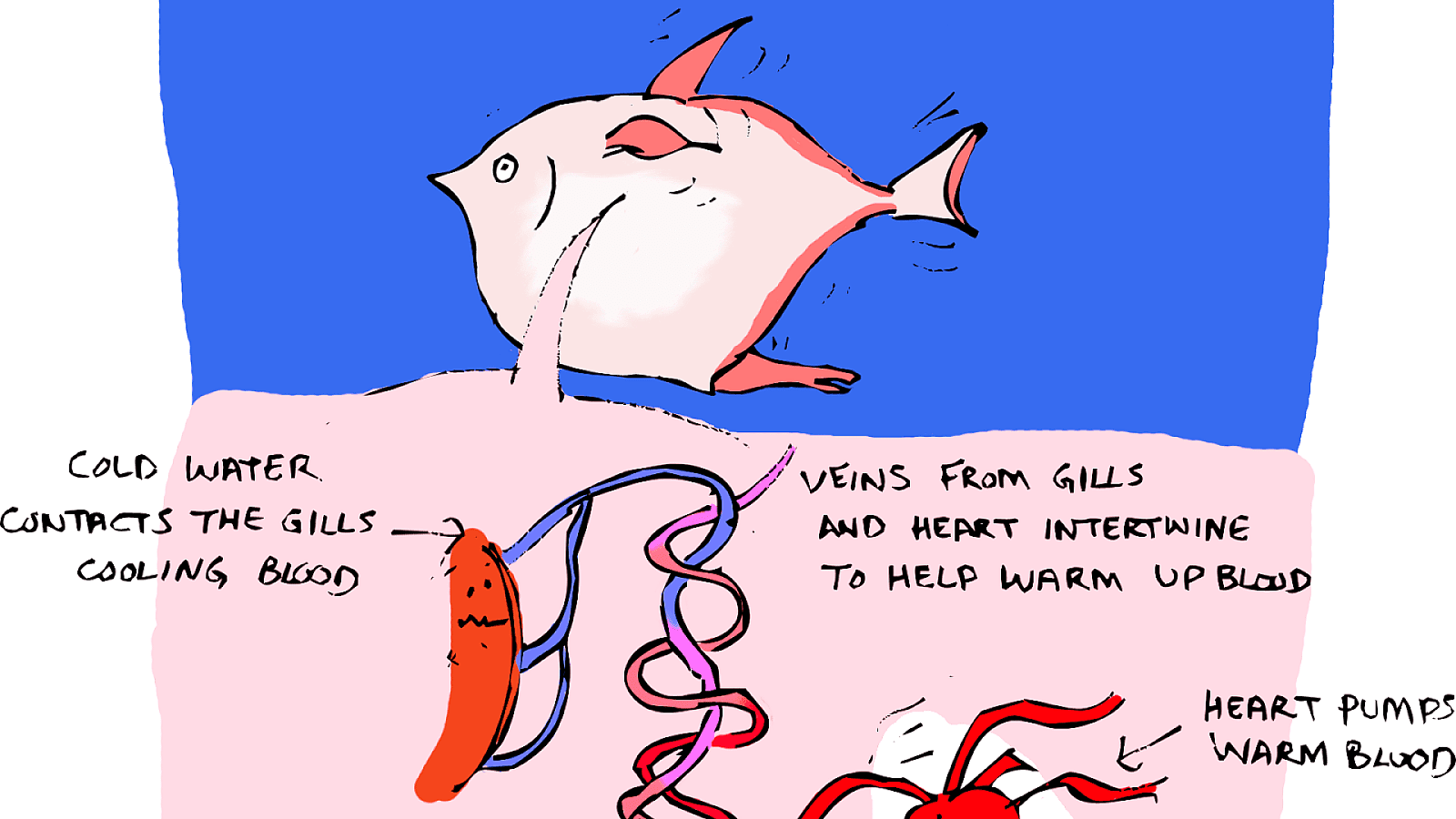 Are Fish Warm Blooded Or Cold Blooded Fish Choices