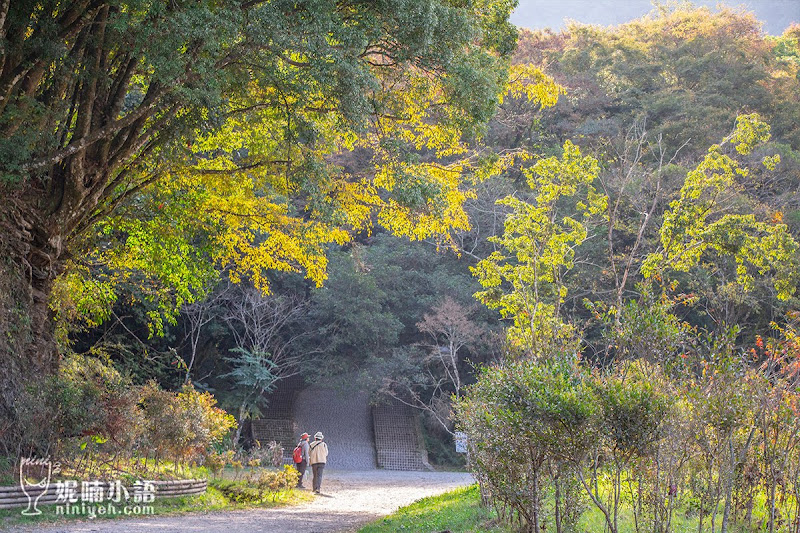 【奧萬大景點】 奧萬大國家森林遊樂園區路線。賞楓賞松還能賞櫻花