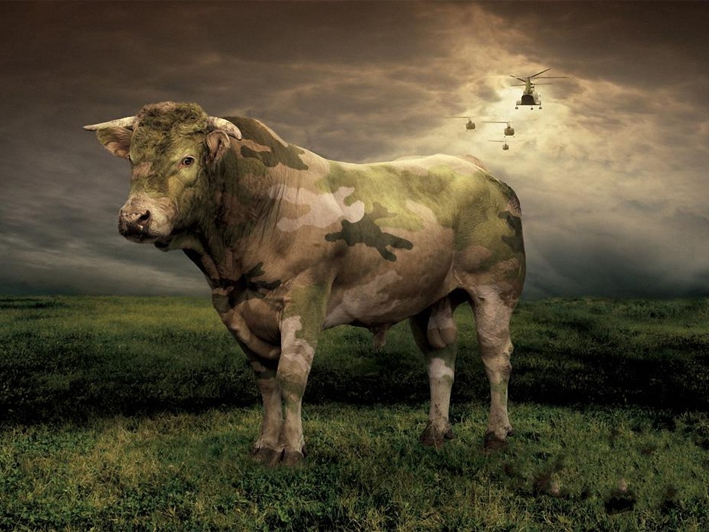 Camouflage Cow Wallpaper.