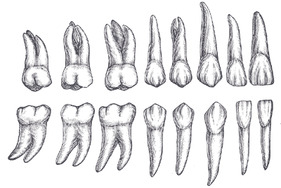 Differentiated teeth