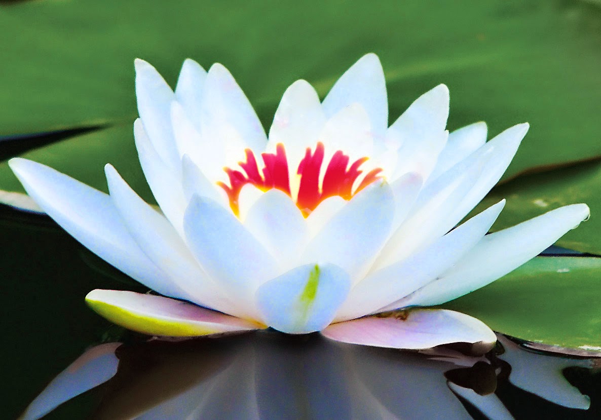 white lotus flower blooming