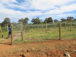 fox proof chicken coop run roofing wire tensioning before