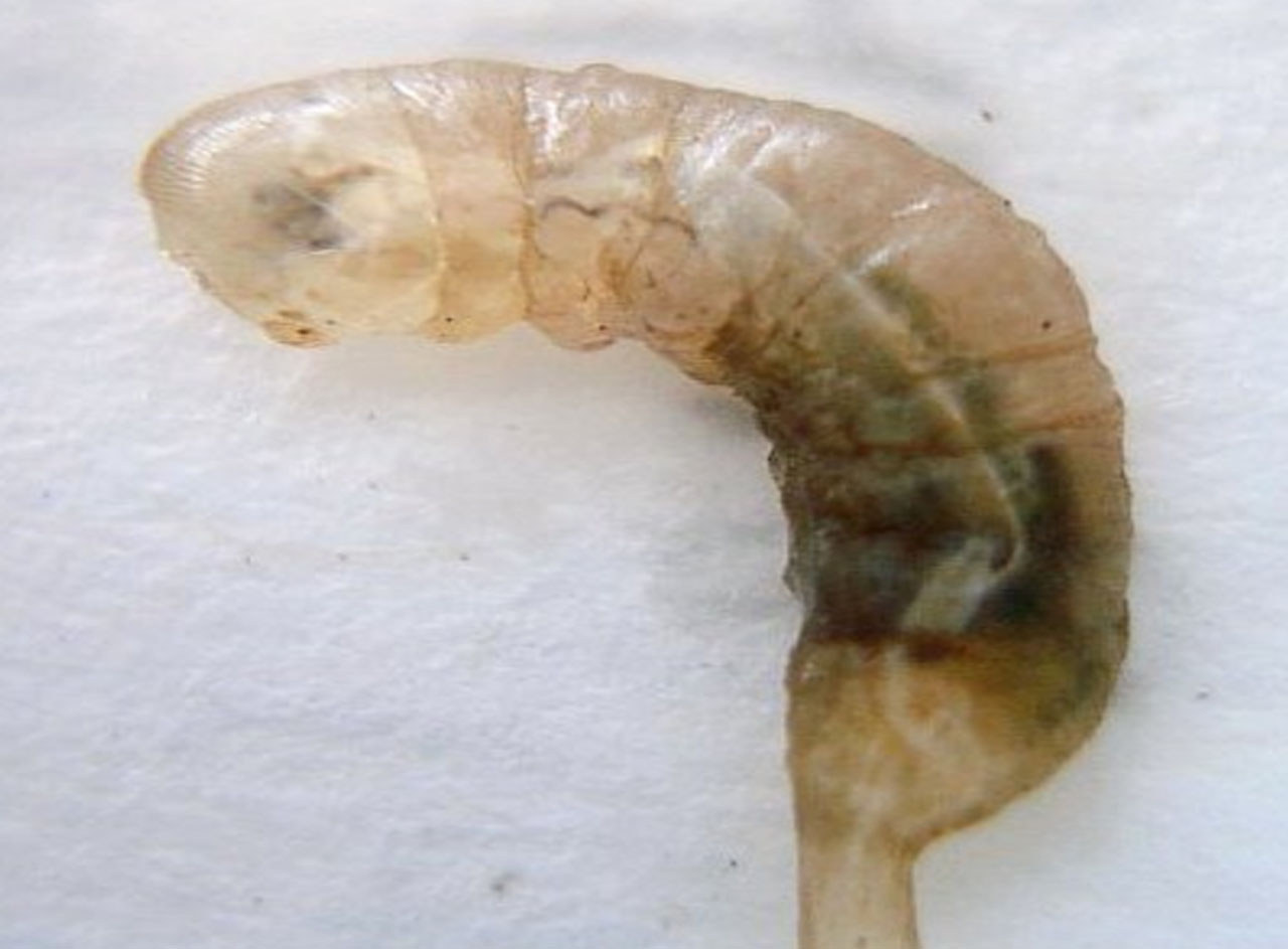 This Video Went Viral Because Of An Alleged Maggot Was Caught From The