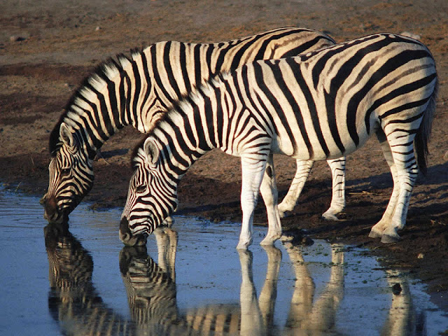 Zebras Salvajes