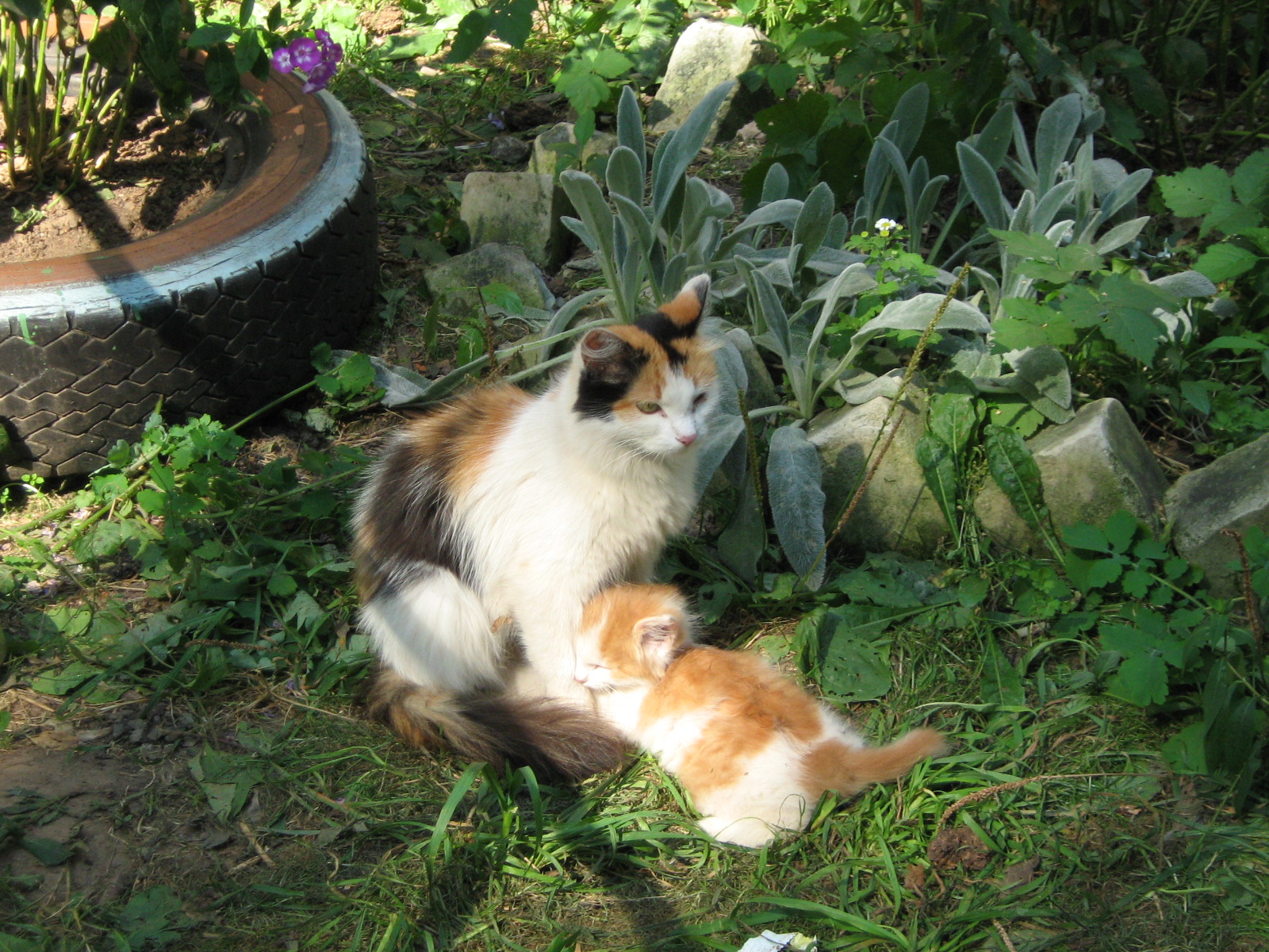 Görsel Şölen Kedi Yavrusuyla Birlikte