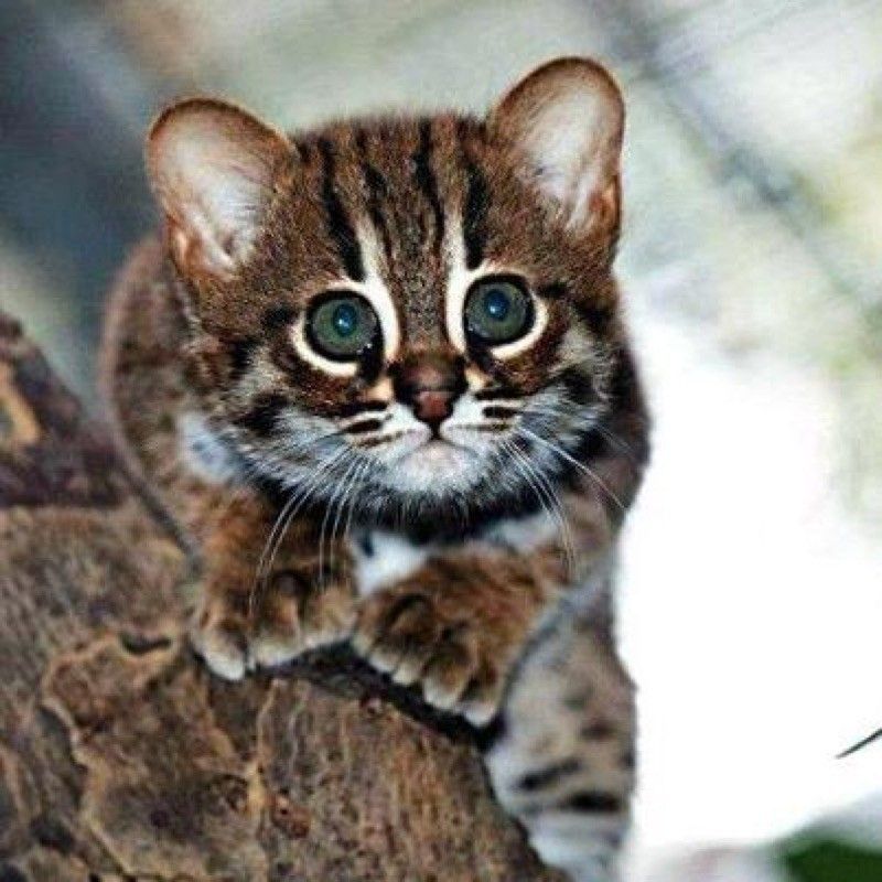 RustySpotted Cat, Ras Kucing Terkecil di Asia