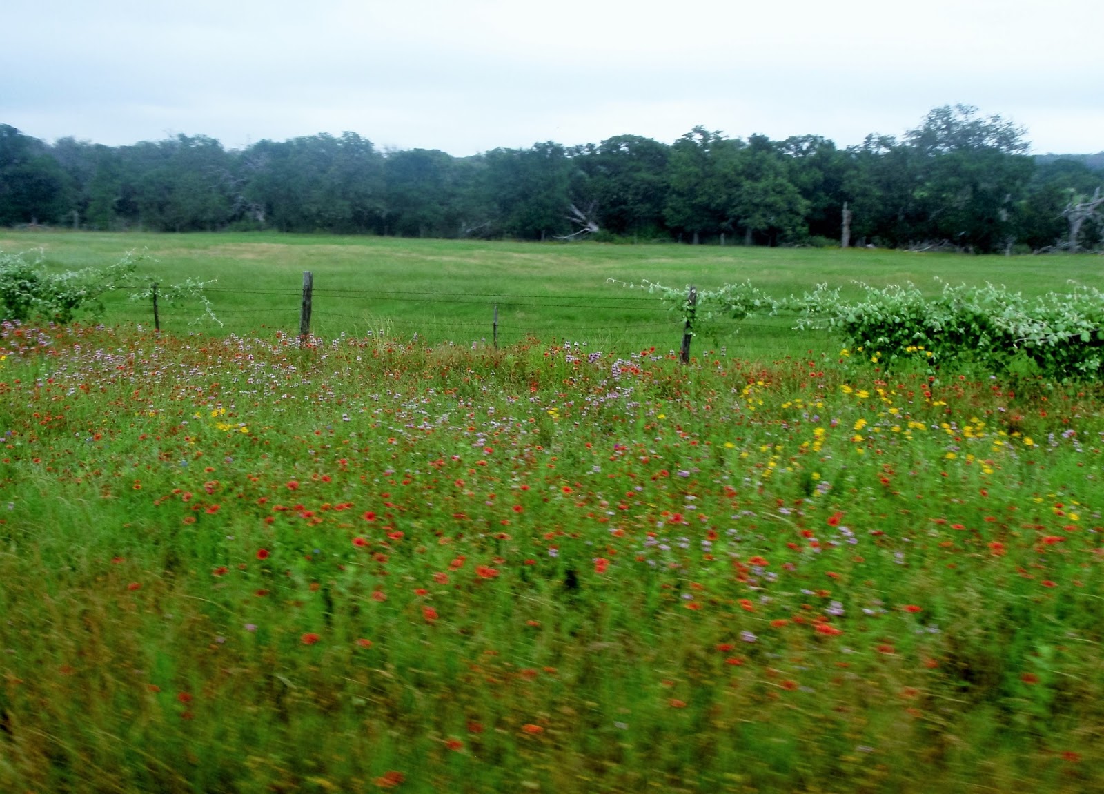 Pedal Pushers Willow City Loop