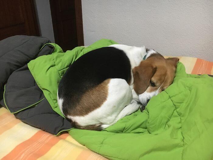 30 Times People Found The Best Airbnb Companion In Adorable Pets