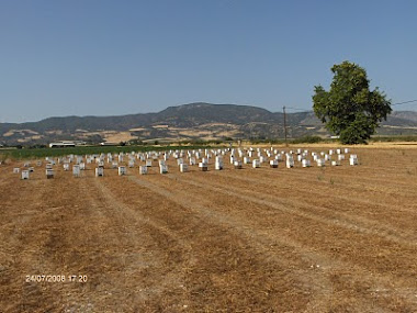 Το μελισσοκομειο μου στην Ελατεια το καλοκαιρι του 2008 στη θεση "Πορεϊκα.