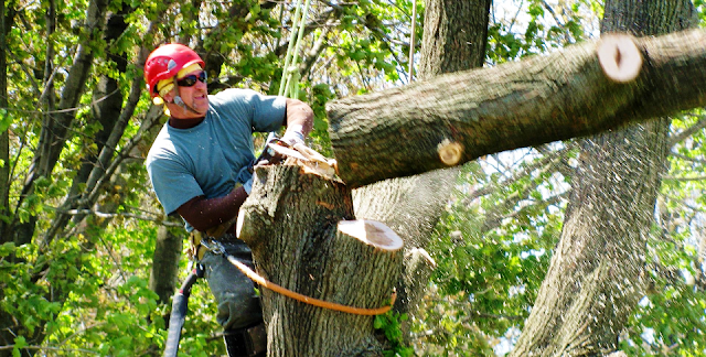 tree removal specialists tree removal specialists