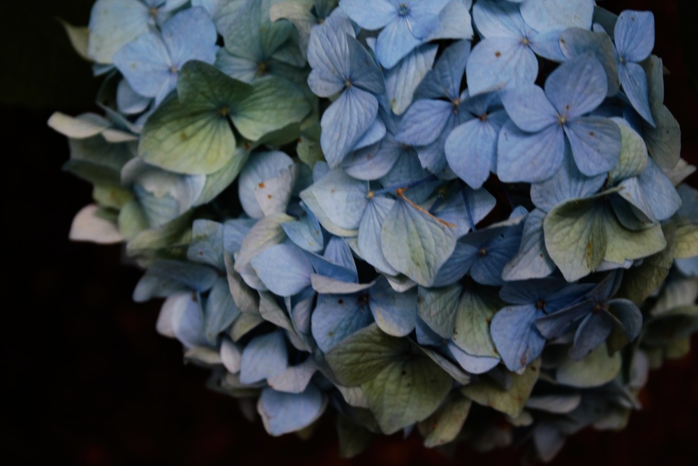 Summer Wind How To Keep Your Hydrangeas Alive Longer