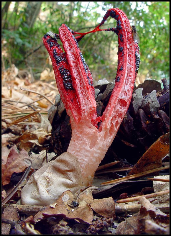 DEVIL�S FINGERS Clathrus archeri The Garden of Eaden