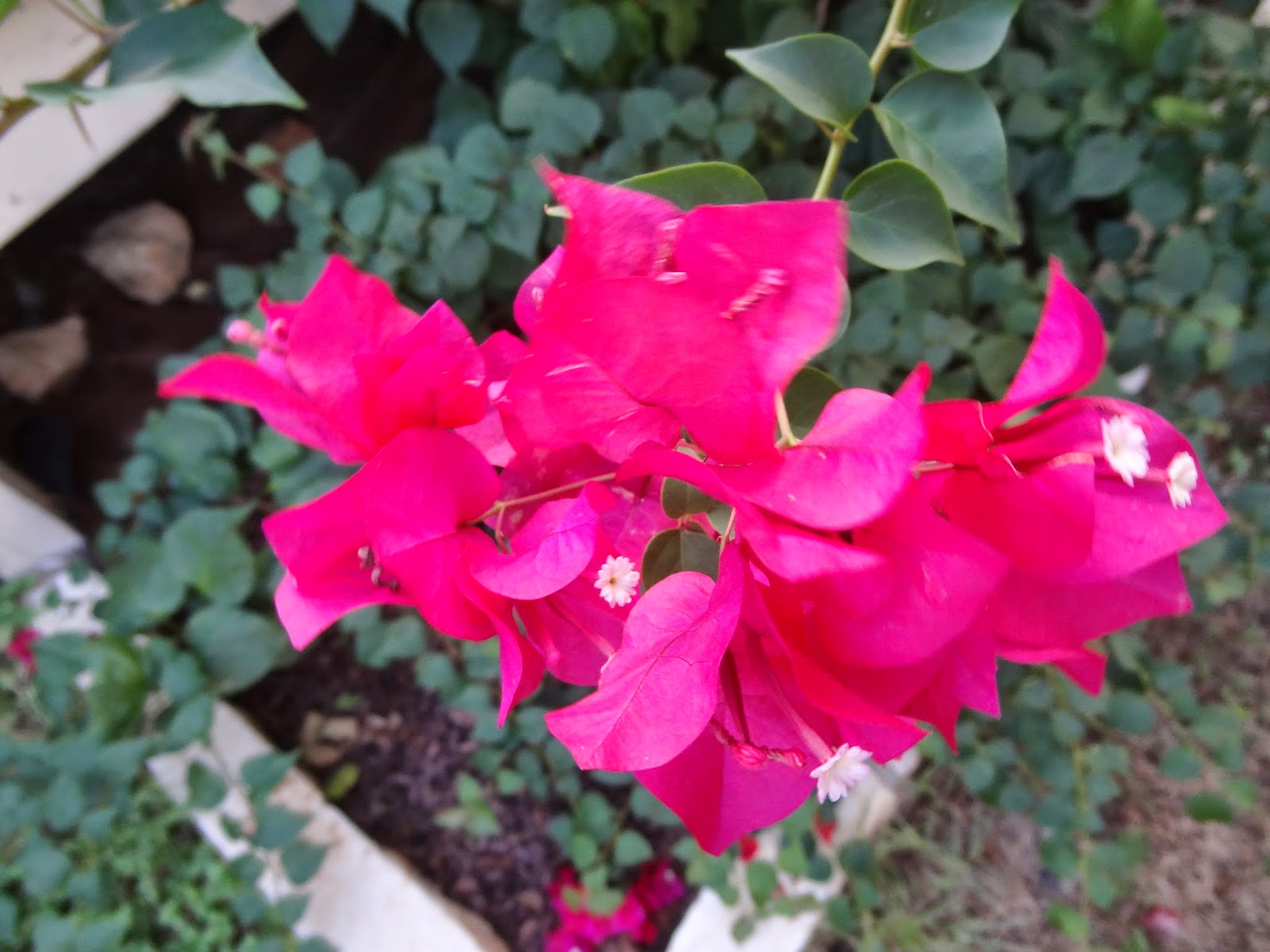 Rebecca�s Texas Garden September 2014 Blooms