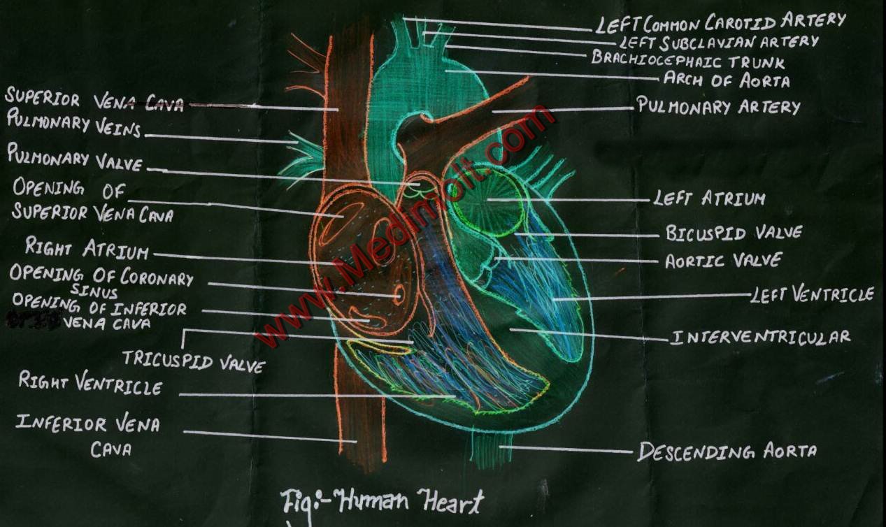 Descending Aorta Function