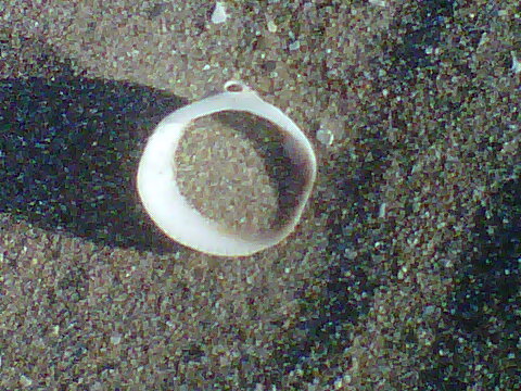 EL ESTANQUE DE LA MEMORIA: POESÍA ACTUAL: PLAYA, DEHESA Y ALBUFERA