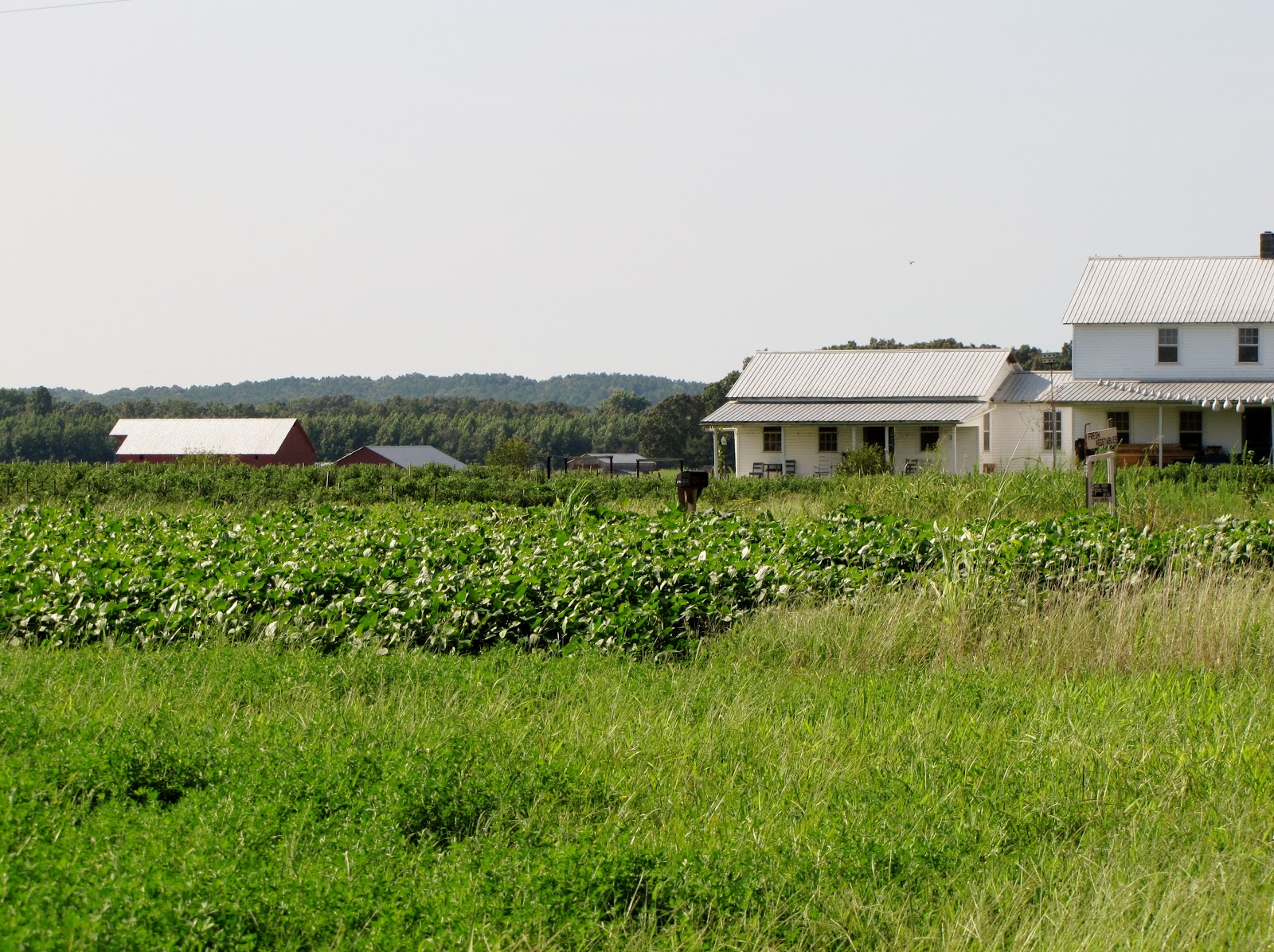 Amish in Stantonville, Tennessee